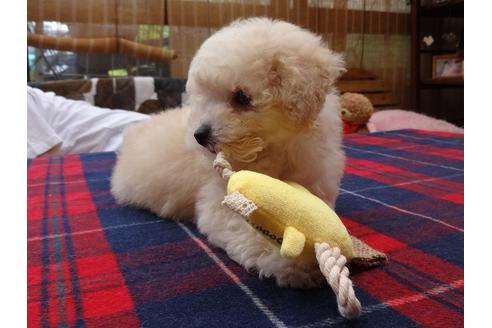 成約済の宮城県のトイプードル-100387の1枚目